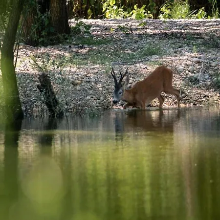 Near Sakarun Dugi Otok Apartment